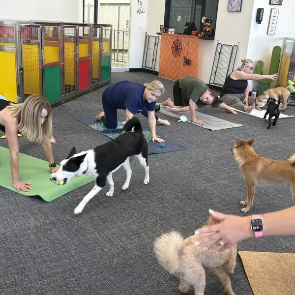 Puppy yoga fun at K9 Rox Club